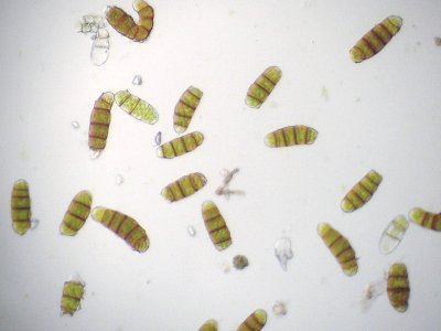 Orthotrichum obtusifolium - Trubbhttemossa - Blunt-leaved Bristle-moss