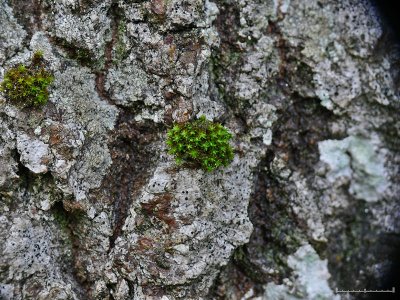 Orthotrichum obtusifolium - Trubbhttemossa - Blunt-leaved Bristle-moss