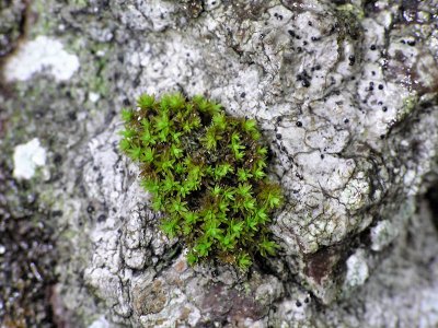 Orthotrichum obtusifolium - Trubbhttemossa - Blunt-leaved Bristle-moss