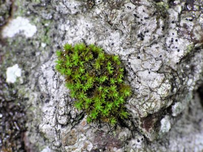 Orthotrichum obtusifolium - Trubbhttemossa - Blunt-leaved Bristle-moss