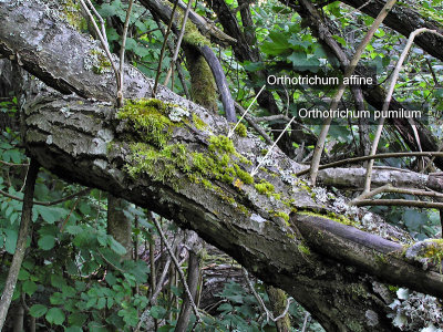 Orthotrichum affine & pumilum - Strimhtttemossa och Dvrghttemossa - Wood Bristle-moss and Dwarf Bristle-moss