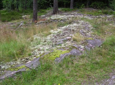 Polytrichum piliferum - Hrbjrnmossa - Bristly Haircap