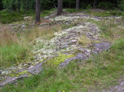 Polytrichum piliferum - Hrbjrnmossa - Bristly Haircap