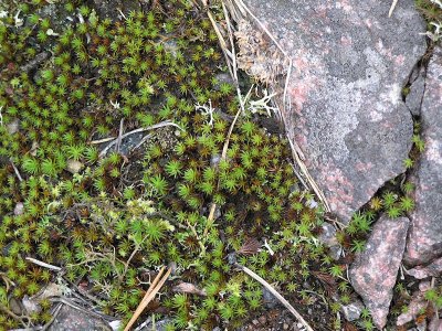 Polytrichum piliferum - Hrbjrnmossa - Bristly Haircap