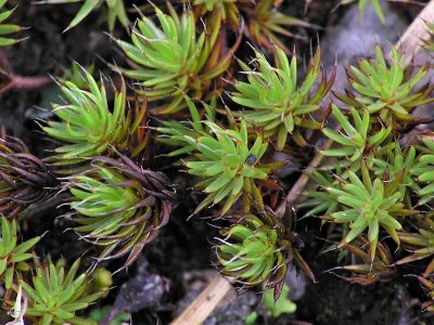 Polytrichum piliferum - Hårbjörnmossa - Bristly Haircap