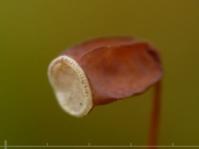 Polytrichum strictum - Myrbjörnmossa - Strict Haircap