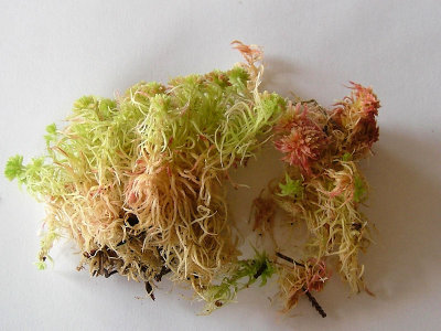 Sphagnum capillifolium - Tallvitmossa - Red Bog-moss