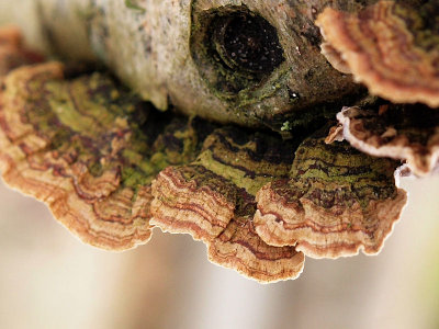 Svampar p ved  -  Fungi on Wood