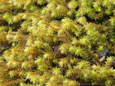 Hedwigia ciliata - Kakmossa - Fringed Hoar-moss