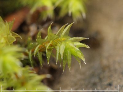Hedwigia ciliata - Kakmossa - Fringed Hoar-moss