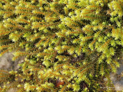 Hedwigia ciliata - Kakmossa - Fringed Hoar-moss