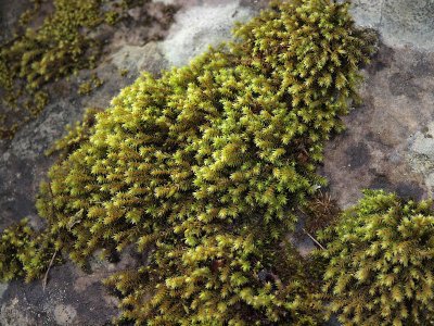 Hedwigia ciliata - Kakmossa - Fringed Hoar-moss