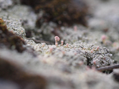 Klubblav - Dibaeis baeomyces - Pink earth lichen