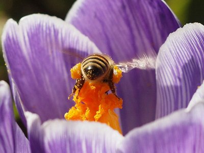 Bi med pollenfickor - Bee with pollen