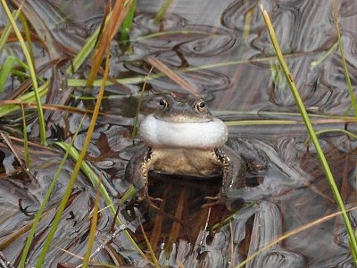Vanlig groda - Rana temporaria - Common frog