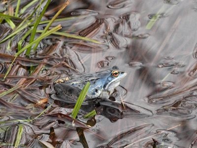 kergroda - Rana arvalis - Moor frog