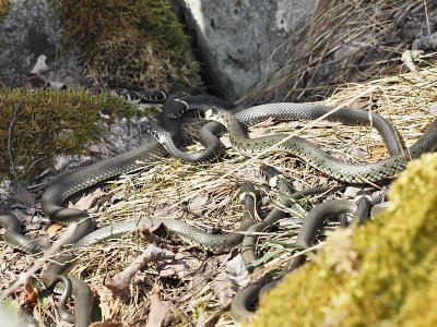 Snok - Natrix natrix - Grass snake