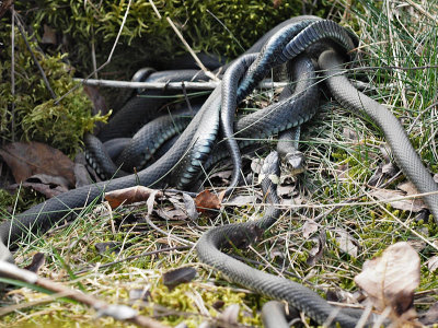 Snok - Natrix natrix - Grass snake