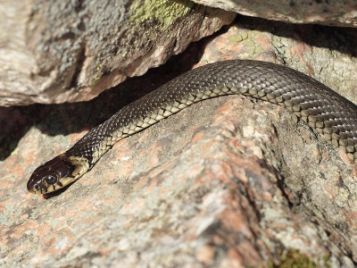 Snok - Natrix natrix - Grass snake