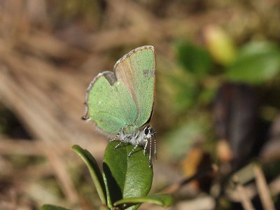 Grönsnabbvinge - Callophrys rubi - Green Hairstreak