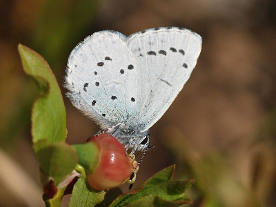 Tosteblvinge - Celastrina argiolus - Holly Blue