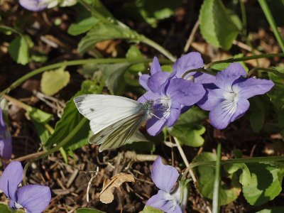 Rapsfjril - Pieris napi - Green-veined White or Sharp-veined White