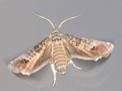 pplevecklare - Cydia pomonella - Codling Moth