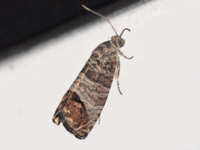 Äpplevecklare - Cydia pomonella - Codling Moth