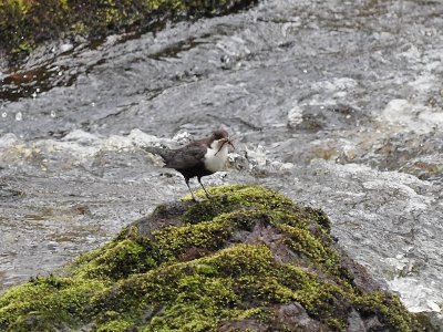 Strmstare - Cinclus cinclus - White-throated Dipper