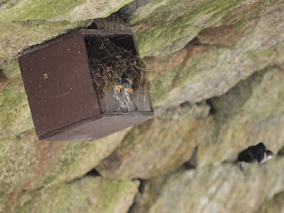 Strmstare - Cinclus cinclus - White-throated Dipper