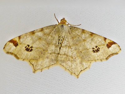 Pilbgmtare - Macaria notata - Peacock moth