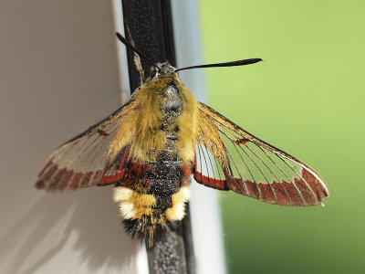 Humlelik dagsvrmare - Hemaris fuciformis - Broad-bordered Bee Hawk-moth