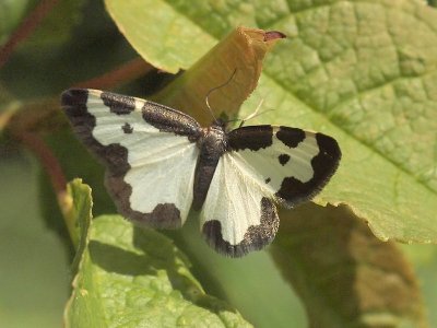 Liten flckmtare - Lomaspilis marginata - Clouded Border