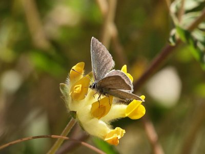 Mindre blåvinge - Cupido minimus - Small Blue