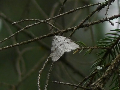 Christys höstmätare - Epirrita christyi - Pale November Moth