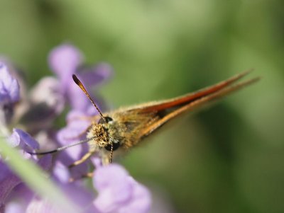 Mindre tåtelsmygare - Thymelicus lineola - Essex skipper