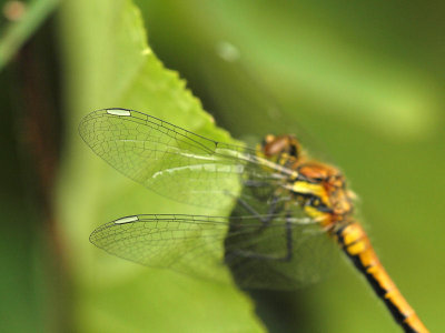 Svart ängstrollslända (hona) - Sympetrum danae - Black Darter (female)
