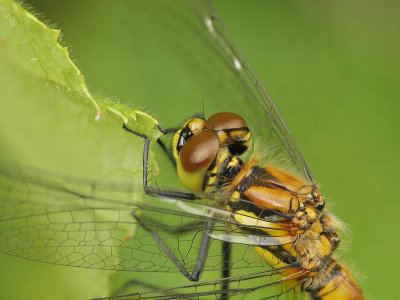 Svart ängstrollslända (hona) - Sympetrum danae - Black Darter (female)