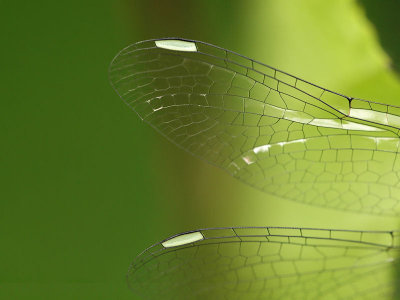 Svart ngstrollslnda (hona) - Sympetrum danae - Black Darter (female)