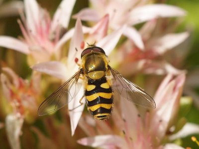 Mindre solblomfluga - Syrphus vitripennis