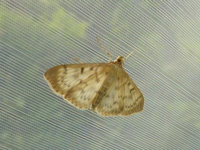 Allmänt nässelmott - Pleuroptya ruralis - Mother of Pearl