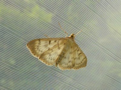 Allmnt nsselmott - Pleuroptya ruralis - Mother of Pearl