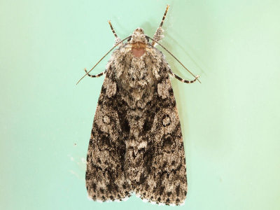 Syreaftonfly - Acronicta rumicis - Knot Grass
