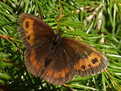 Skogsgrsfjril - Erebia  ligea - Arran Brown