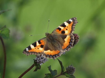 Nässelfjäril - Aglais urticae - Small Tortoiseshell