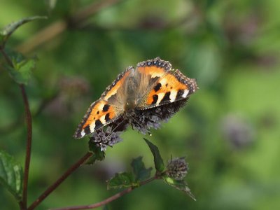 Nässelfjäril - Aglais urticae - Small Tortoiseshell