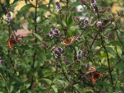 Nsselfjril - Aglais urticae - Small Tortoiseshell