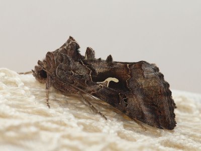 Gammafly - Autographa gamma - Silver Y