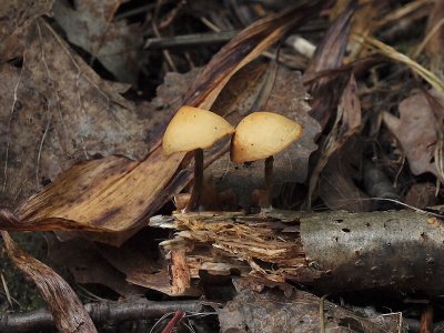 Gifthtting - Galerina marginata