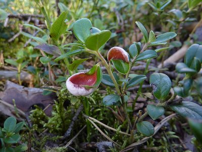 Lingonsvulst - Exobasidium vaccinii - Cowberry redleaf